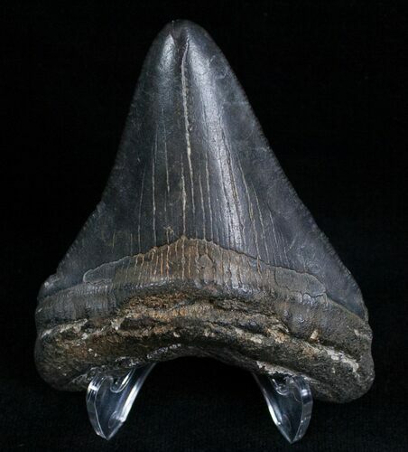 Megalodon Tooth #6989